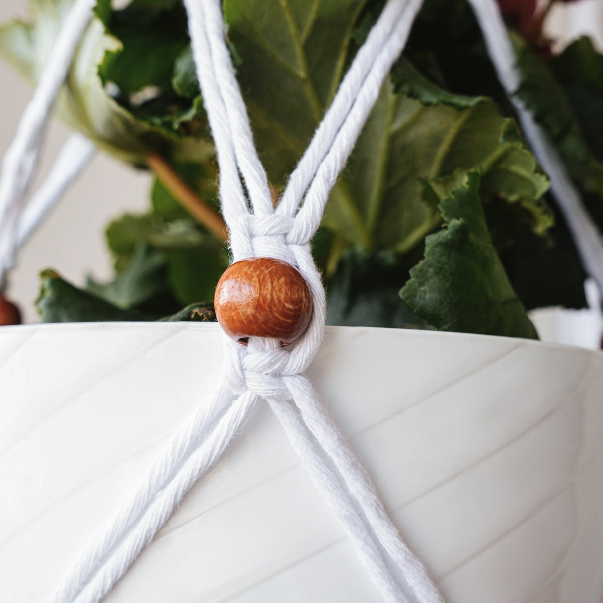 a close up of a plant with a knot on it