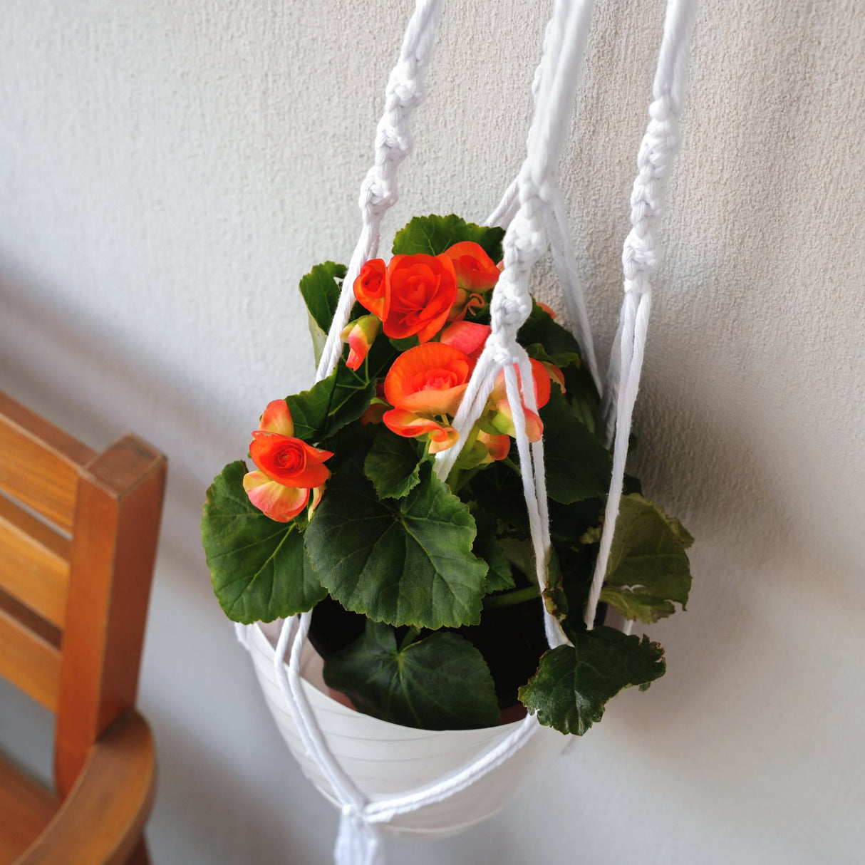 a potted plant hanging on a wall