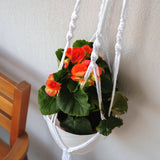 a potted plant hanging on a wall